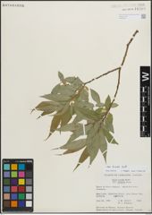 Foto von Salix lucida Muhl.